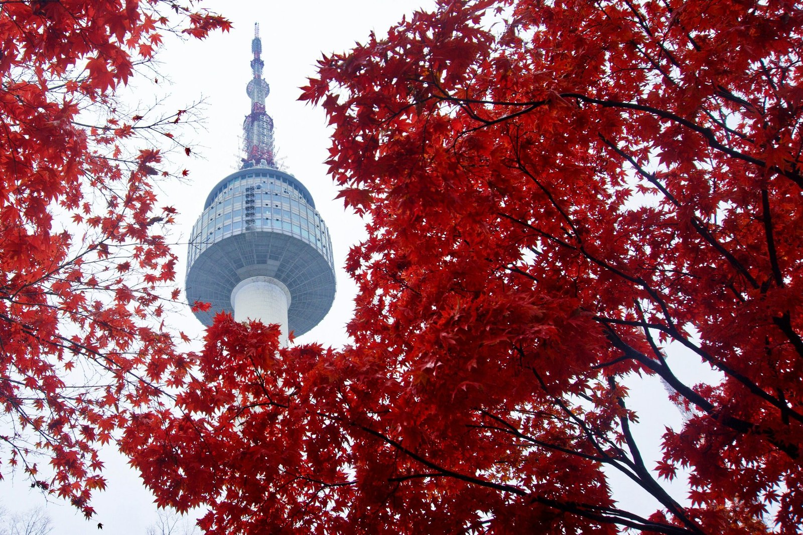 Torre Namsan de Se&uacute;l rodeada de hojas rojas de oto&ntilde;o