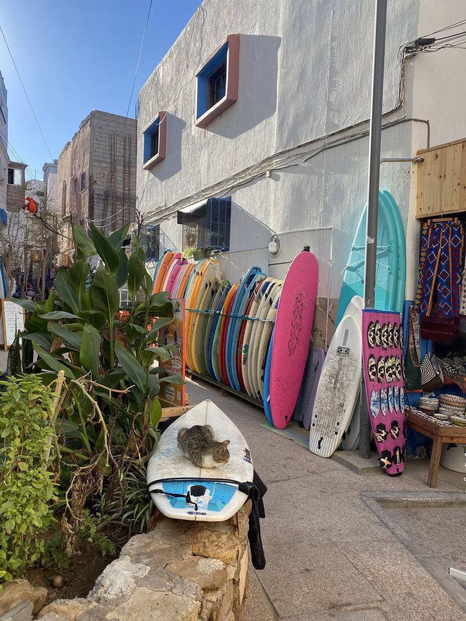 Tienda de surf en Taghazout con tablas y un gato tumbado